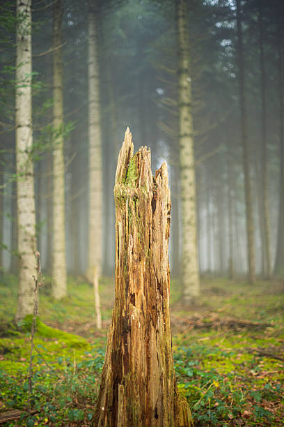 Old rotting tree stump in a misty forest. Front view, no people