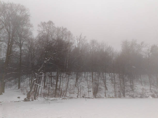 Bare trees reflected in the lake on a cold, foggy winter morning