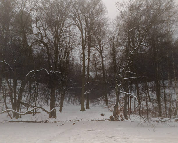 Dense fog drapes a frozen lake as a thick tree line fades into chilly mist. A quiet, wintry landscape that evokes calm, solitude, and natural atmosphere of German countryside.