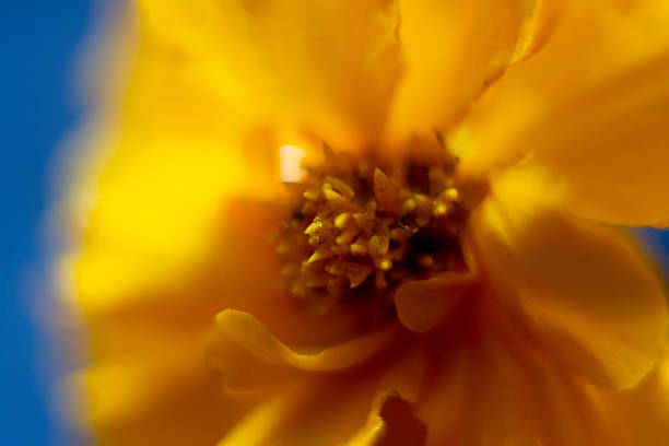 Macro photograph of a marigold flower.