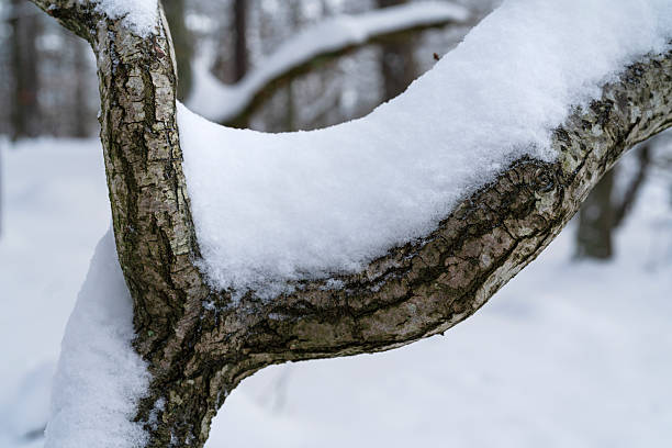 A close-up of a snow-covered tree branch forming a natural arc in a tranquil winter forest. Cool tones, textured bark, and soft snowfall create a peaceful, contemplative mood.