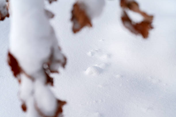 A quiet winter landscape featuring white snow and brown tree branches peeking through, creating a calm, minimal scene perfect for seasonal, nature, or outdoor mood imagery.