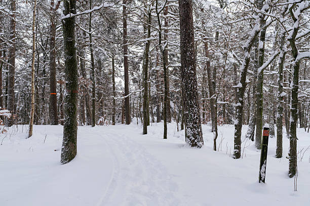 A serene winter forest path blankets the ground in snow, framed by tall trees and snow-covered branches. The quiet, peaceful scene invites exploration and evokes the calm of nature in winter.