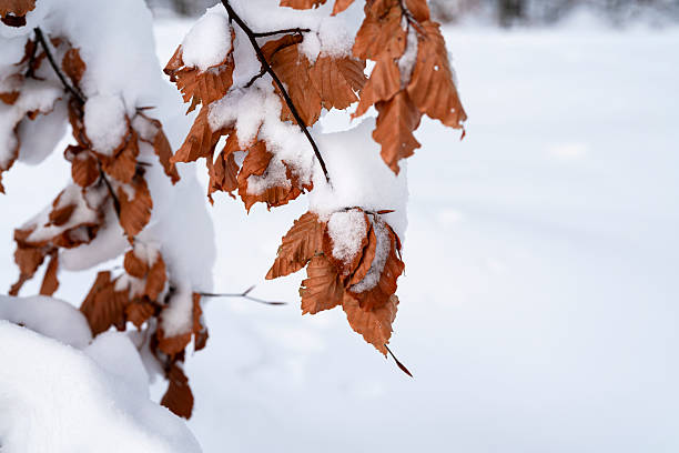 A close-up of brown autumn leaves dusted with fresh snow clinging to a tree branch, highlighting the contrast between warm tones and the calm cold of winter.