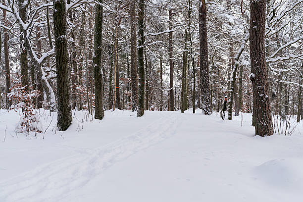 A tranquil winter scene of a snow-blanketed forest path winding between tall trees. Fresh tracks mark the snow, conveying quiet, cold air and the beauty of a secluded woodland in deep winter.