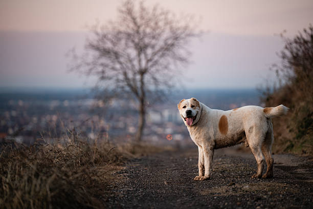 Central asian shepherd dog alabai standing on a rural path outdoor, looking at camera with a happy face