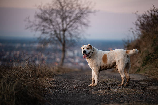 Alabai dog standing outdoors on a hill path with city lights in the blurred background at sunset. Vigilant gaze
