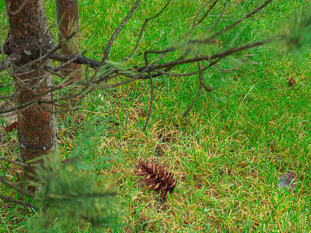 A brown pine cone lies on the ground amidst green grass and under a tree branch, symbolizing nature's cycle and the outdoors