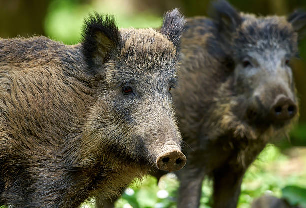 istock Two Wild Boars (Sus scrofa) with one portrait in close-up 2256054506
