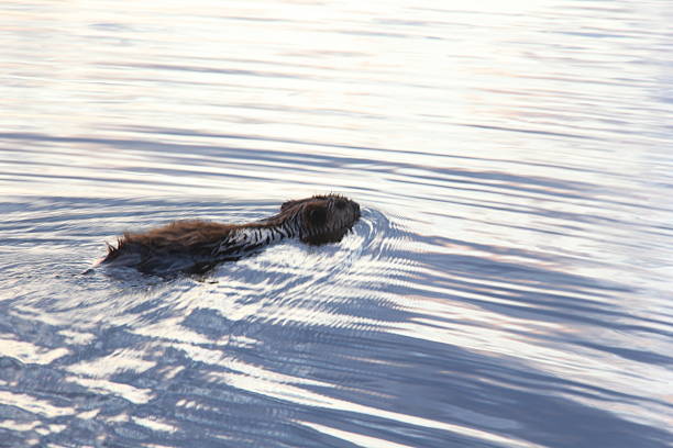 Wascana Park in Regina hosts our Legislative building as well as a lake, wildlife and bridges.