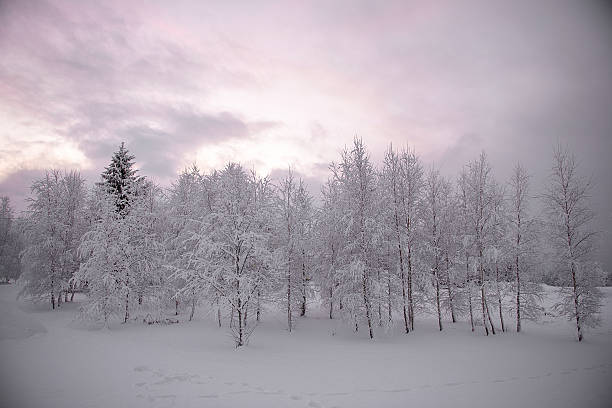 Snow covered trees at winter sunset in Latvia create a peaceful seasonal scene conveying warmth, reliability, and emotional balance for wellness, senior care, and lifestyle themes.