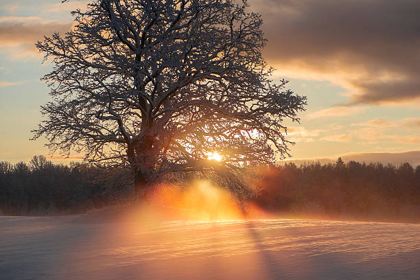 Delicate tree branches are heavy with soft, sculpted snow, backlit by low winter sunlight. The intricate network of twigs and glowing snow forms an elegant natural pattern, perfect for backgrounds and concepts of fragility, purity, and cold beauty.