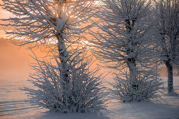 Christmas Landscape with Snow and Fir Trees Forest