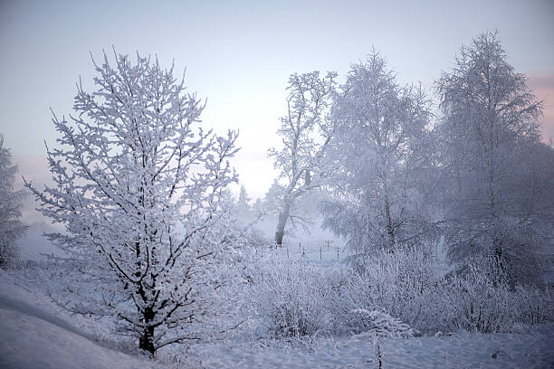 A snow-covered field with tall trees in the background, creating a stark winter landscape. The trees are bare, and the field is blanketed in a thick layer of white snow.