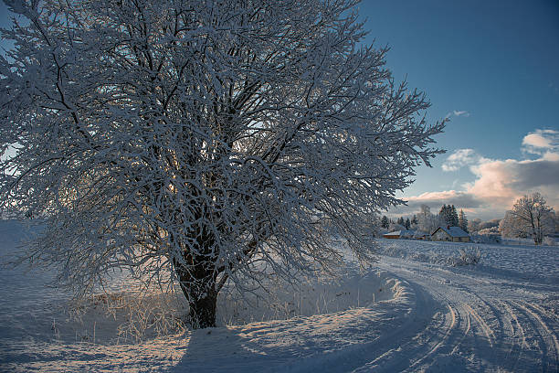 Horizontal winter landscape showing frost covered tree beside a curved snowy road, blue sky with soft clouds and warm sunlight highlighting icy branches.