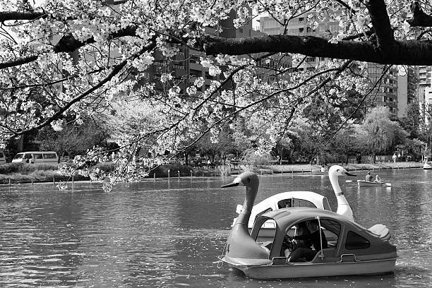 People enjoy cherry blossoms (sakura) in Ueno Park, Tokyo. Ueno Park is visited by up to 2 million people for annual Sakura Festival.