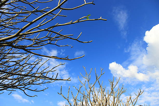 Bright green branches or leaves against a colorful sky background.