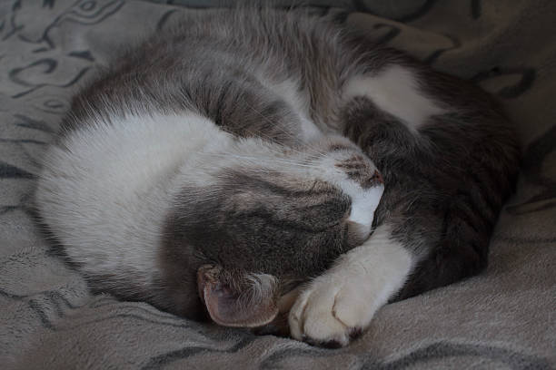 Playful kitten curled up and sleeping peacefully on a soft textured blanket. copy space
