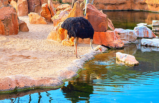 Ostrich bends its neck to inspect the water surface at edge of a pond in desert habitat. Reddish rocks and sandy terrain frame the clear reflections in the enclosure