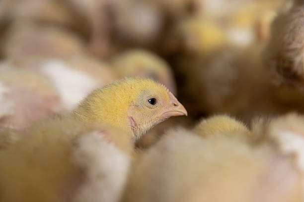 small broiler chickens in a poultry farm , small chickens in down and feathers during cultivation at a poultry farm closeup, There is only one chicken head in focus, side view