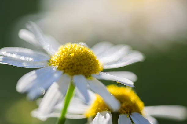 Close-up of dew drops on white flower.
