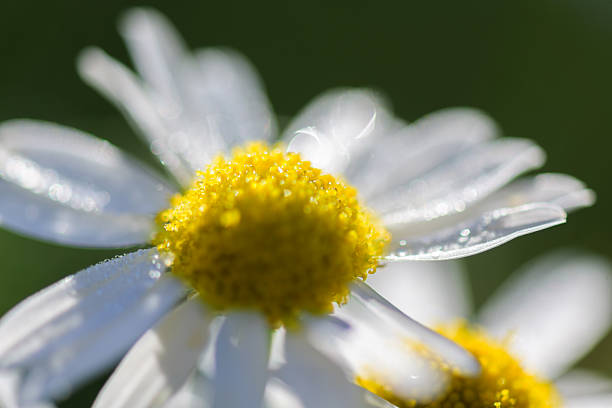 A macro shot of a white daisy with a bright yellow center, dew droplets on petals, capturing freshness and natural beauty in a sunny garden setting.