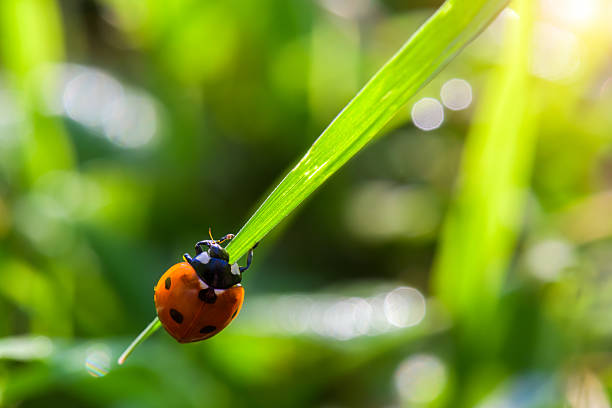 Macro shot of a bright red ladybug with black spots clinging to a slender green grass blade. Warm, vibrant scenery with soft bokeh highlights nature and tiny insects.