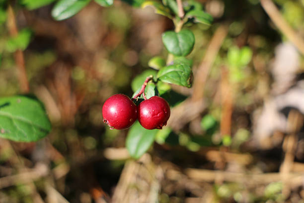 Red lingonberries with mint in an autumn forest on a blurred background