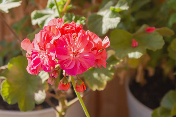 Bright red pelargonium (PelargÅnium) flower in bright sunlight close-up.