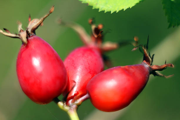 Red rose hips on a green blurred background, macro photography