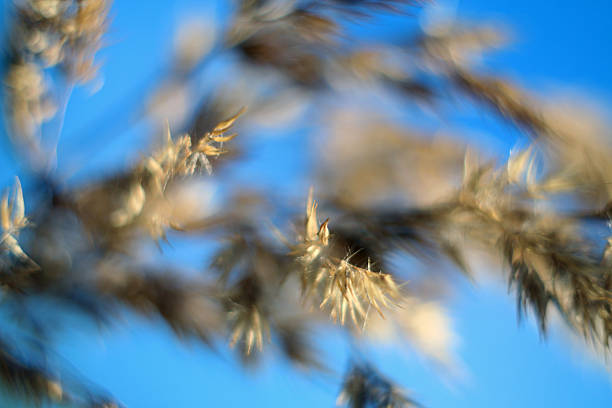 Bentgrass in a meadow on a blurred background, in wild nature