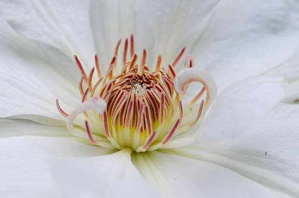 White blossom of clematis