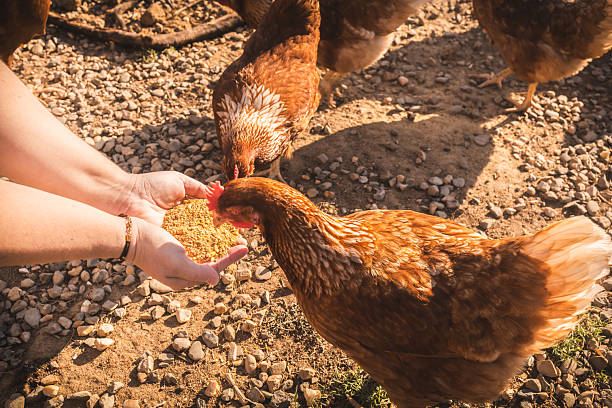 istock Young farmer woman hand feeding grain to chickens 2256070968