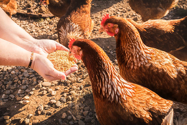 istock The farmer hand-feeds her hens with grain. 2256070978