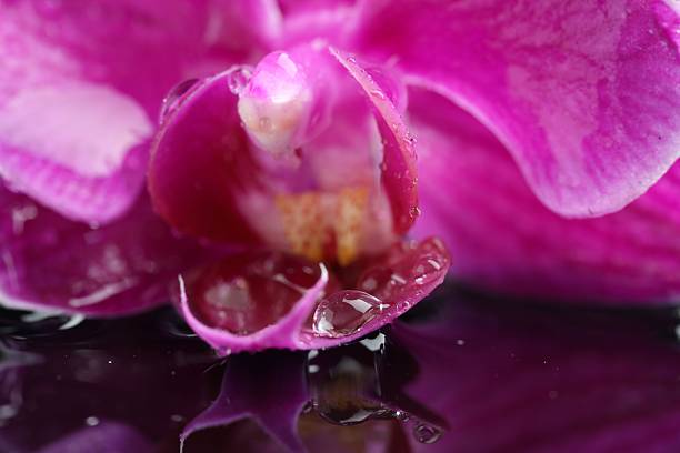 Beautiful orchid flower with water drops on dark mirror surface, macro view
