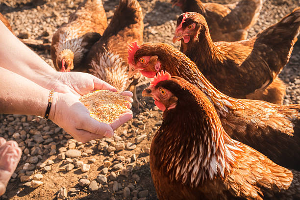 istock Farmer hands hold grain, feeding chickens flock. 2256071011