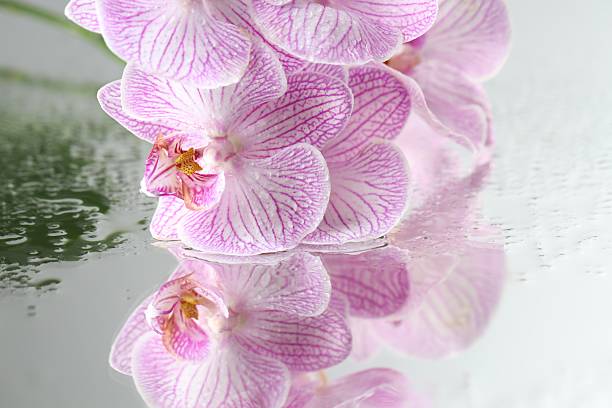 White Orchid Plant in a Charming Light Blue & White Pot with a Neutral Background.