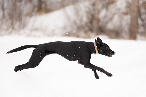 Dog running in a snow covered field playing on a winter day
