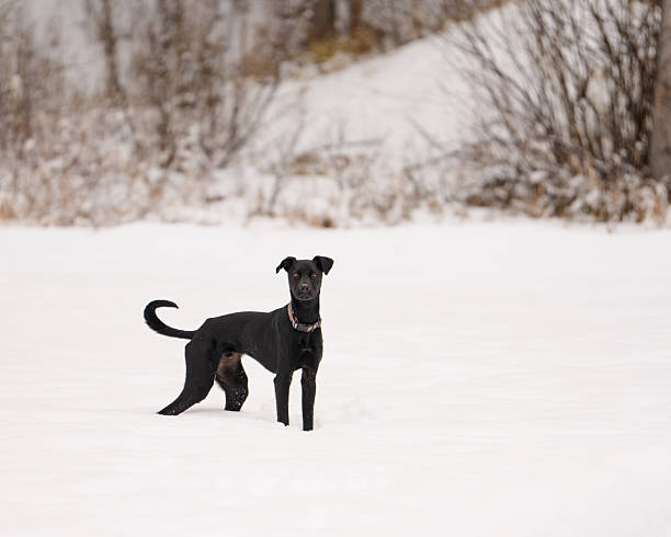 Black dog on a cold winter day standing in a snow covered field