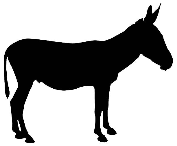 In France, there are seven breeds of donkey, including the Bourbonnais donkey, which originates from the northern Massif Central. It was widely used for transporting milk from dairy cows, for agricultural work, and for pulling carts. In winter, it kept charcoal burners company during their deliveries. By the 20th century, it was already being used for tourism: in Vichy, tourists visiting the spa town would ride in a cart pulled by Bourbonnais donkeys. The animal's back bears a distinctive crest known as a Saint Andrew's cross. The Bourbonnais donkey is renowned for its gentle nature, calm temperament, and hardiness. It lives an average of 40 years. The breed was officially recognized by the Ministry of Agriculture in 2002.