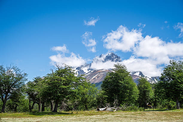 Peaceful meadow scene framed by trees, with the peaks of Cerro Castillo visible in the distance. The image conveys openness, fresh air, and the natural tranquility of Patagonia.