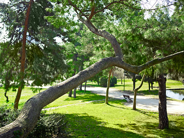 Horizontal view of a distinctive leaning tree trunk and branches in a bright green public park, with neatly cut grass, scattered trees, and a paved path or road in the background on a sunny day. This full frame nature and recreation image is ideal for urban park promotions, environmental themes, wellness concepts, and outdoor lifestyle designs.