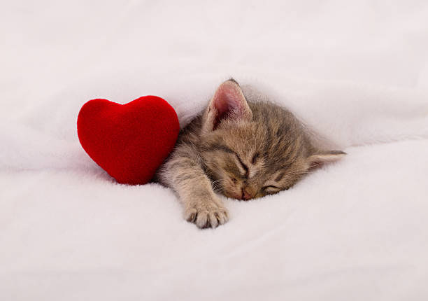 Adorable grey tabby kitten sleeping peacefully under a soft white blanket with a red plush heart. Romantic pet portrait for Valentine Day or holiday gift concept.