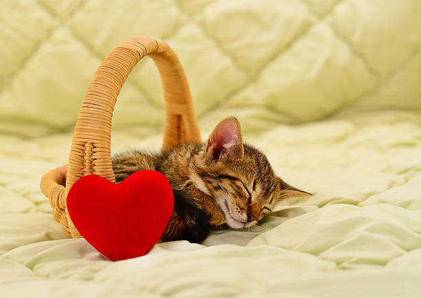 Small newborn kitten sleeping peacefully in a wicker basket with a red plush heart. Adorable pet portrait for Valentine Day or holiday gift concept on soft green blanket.