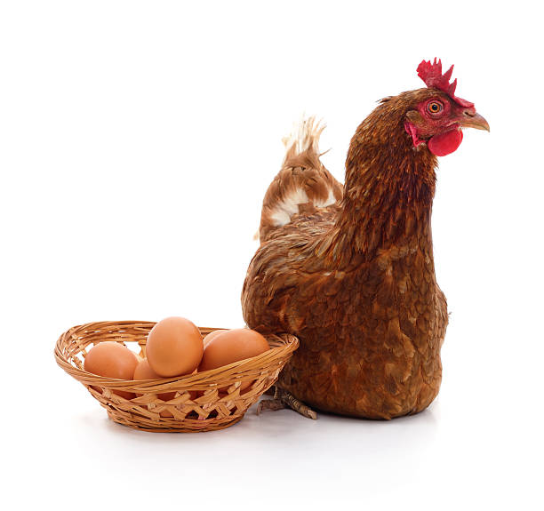 istock Brown hen with basket of eggs. 2256084345