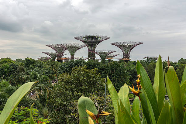 Singapore, Republic of Singapore - December 26, 2024: Gardens by the Bay Super tree Grove with lush tropical vegetation