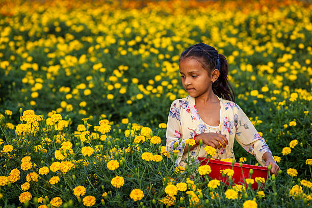 A young girl stands amid a dense field of bright yellow marigold flowers, gently gathering blooms into a red plastic basket. She wears a light floral dress and has her hair braided, looking down at the flowers with a calm, focused expression as warm light highlights the scene. The foreground marigolds are in sharp focus while the background softens into a sea of yellow.