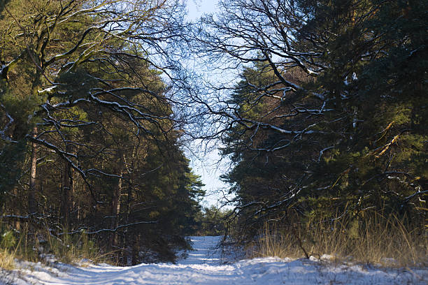 wonderful winter landscape, forest path with snow, many branches covered with snow in winter, branches forming a frame, branches covered with snow, pine trees in the background