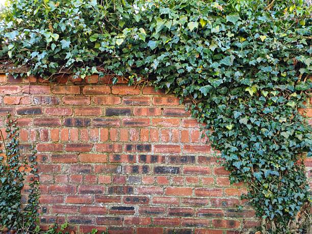 Trailing ivy leaves cascade down an orange - brown brick wall, Glasgow, Scotland