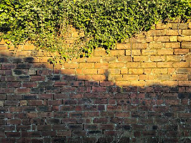 Trailing ivy leaves cascade down an orange - brown brick wall, Glasgow, Scotland